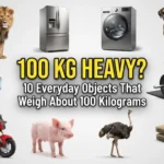 100 Kg Heavy? 10 Everyday Objects That Weigh About 100 Kilograms